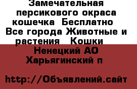 Замечательная персикового окраса кошечка. Бесплатно - Все города Животные и растения » Кошки   . Ненецкий АО,Харьягинский п.